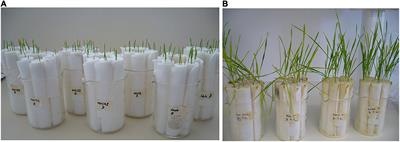 Developing Actinobacterial Endophytes as Biocontrol Products for Fusarium pseudograminearum in Wheat